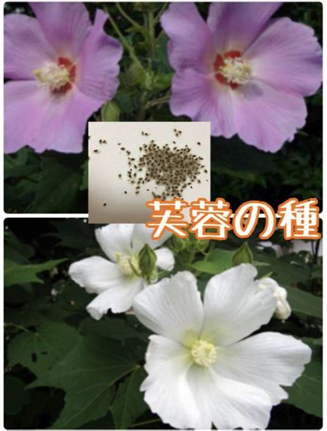 英豪保全 種芙蓉